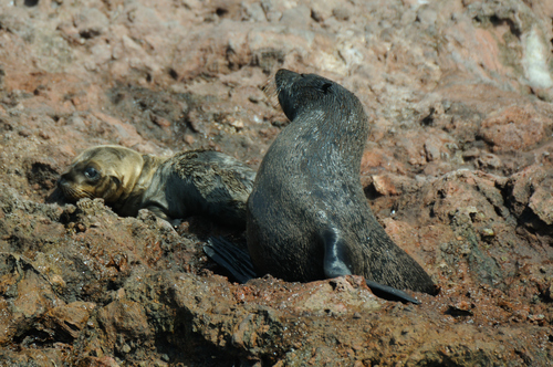 Guadalupe Fur Seal