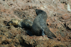 Arctocephalus townsendi