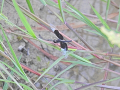 Neurothemis tullia