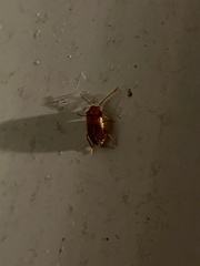 Ptilodactyla serricollis