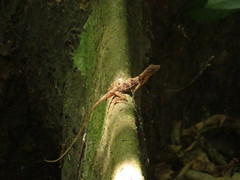 Anolis polylepis