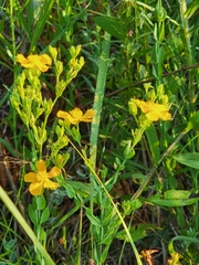 Hypericum denticulatum