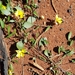 Goodenia prostrata - Photo (c) @WA_Botanist, alguns direitos reservados (CC BY-NC), uploaded by @WA_Botanist