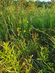 Hypericum denticulatum