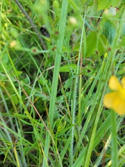 Hypericum denticulatum