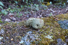 Lithocarpus lepidocarpus