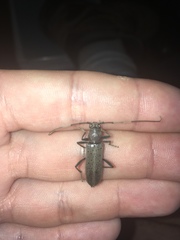 Osmidus guttatus