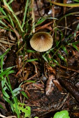 Entoloma readiae