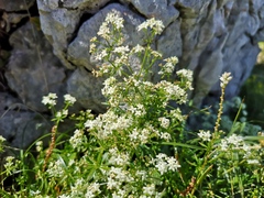 Galium anisophyllon
