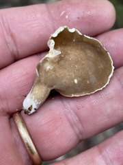 Lactifluus gerardii