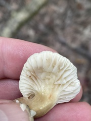 Lactifluus gerardii