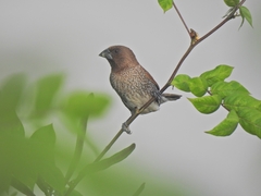 Lonchura punctulata