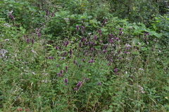 Agastache palmeri