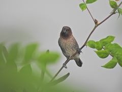 Lonchura punctulata