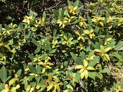 Chrysolepis chrysophylla minor