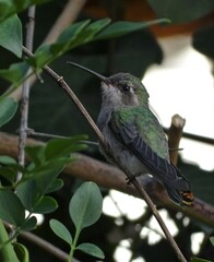 Cynanthus latirostris