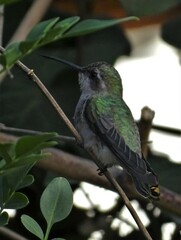 Cynanthus latirostris