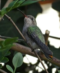 Cynanthus latirostris