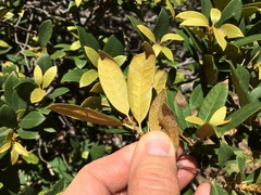 Chrysolepis chrysophylla minor
