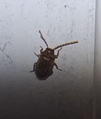 Ptilodactyla serricollis