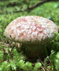 Suillus ochraceoroseus