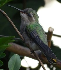 Cynanthus latirostris