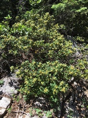 Chrysolepis chrysophylla minor