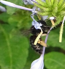 Xylocopa tabaniformis melanura