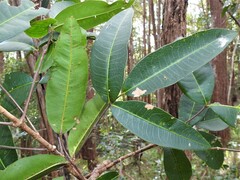 Flindersia australis