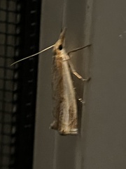 Crambus agitatellus