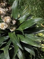 Dracaena fragrans compacta