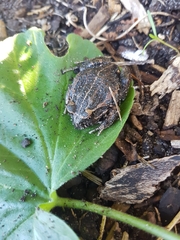 Limnodynastes dumerilii insularis