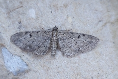 Eupithecia virgaureata