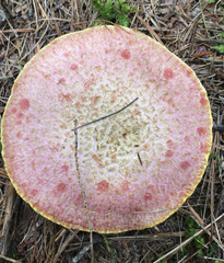 Suillus ochraceoroseus