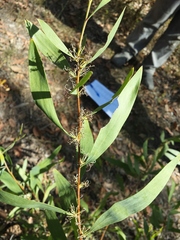 Hakea florulenta
