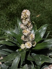 Dracaena fragrans compacta
