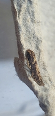 Blastobasis adustella
