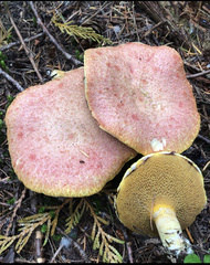 Suillus ochraceoroseus