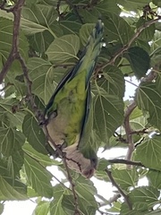 Myiopsitta monachus