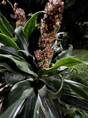 Dracaena fragrans compacta