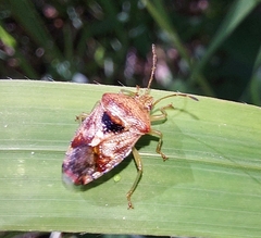 Elasmostethus interstinctus