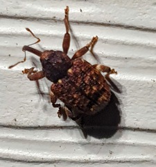 Conotrachelus posticatus