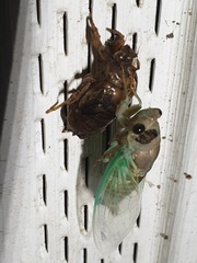 Neotibicen lyricen