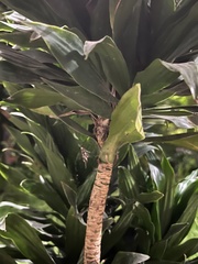 Dracaena fragrans compacta
