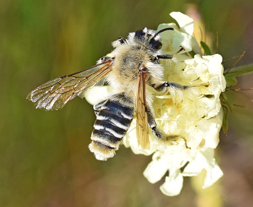 Foto von Filzbindige Hosenbiene