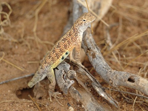 Western Earless Lizard