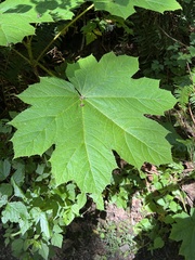 Oplopanax