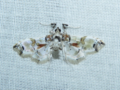Neoleucinodes