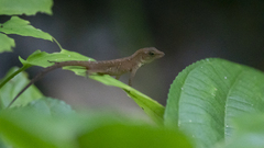 Anolis uniformis