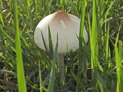 Fungi